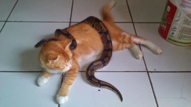 6 Momen Persahabatan Kucing dengan Ular, Tak Takut Meski Kobra