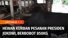 Hari Raya Idul Adha masih sebulan lagi, namun jauh-jauh hari, Presiden Joko Widodo sudah memesan hewan kurban. Salah satu yang dipesan adalah sapi berbobot 850 kilogram, milik peternak di Konawe Selatan, Sulawesi Tenggara.