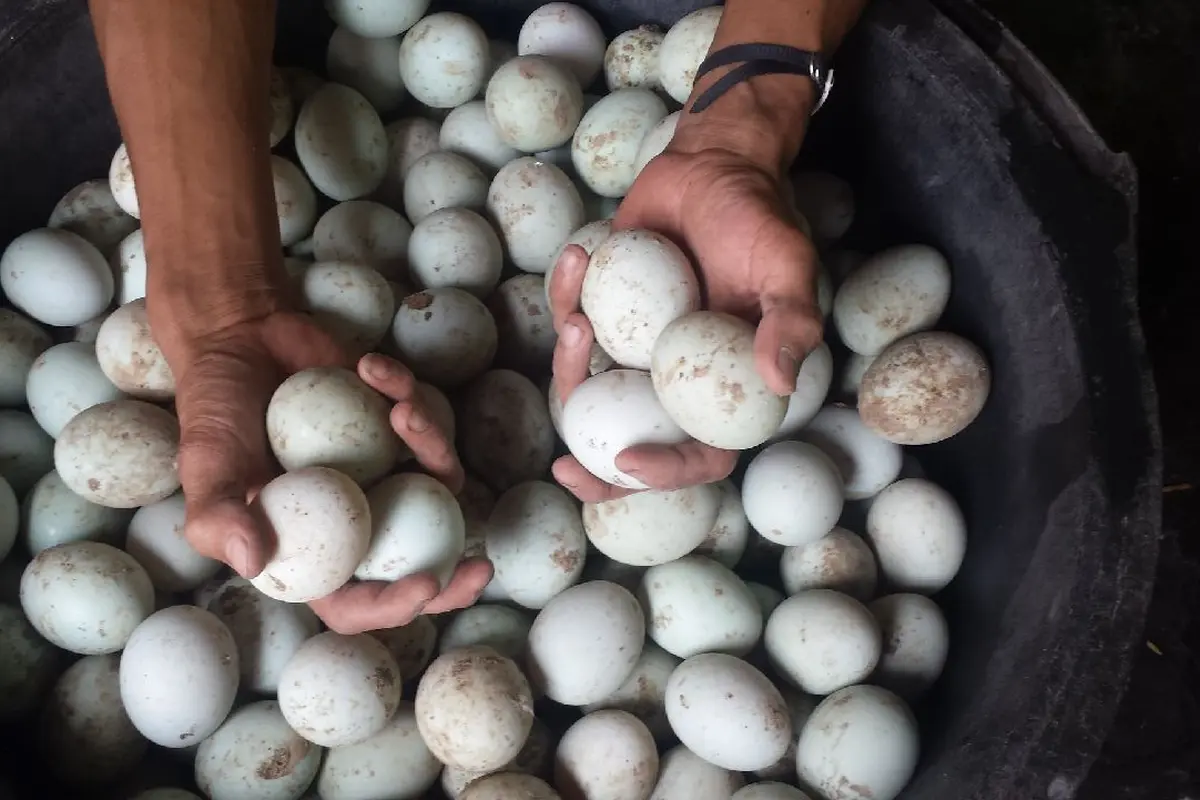 Kandungan Kolestrol pada Telor Bebek