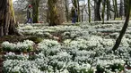 Orang-orang berjalan di antara hamparan tetesan salju di halaman Burton Agnes Hall, dekat Bridlington, Inggris, pada 15 Februari 2022. Hutan yang bersebelahan dengan Burton Agnes Hall, terkenal dengan ribuan tetesan salju yang muncul setiap bulan Februari. (OLI SCARFF/AFP)