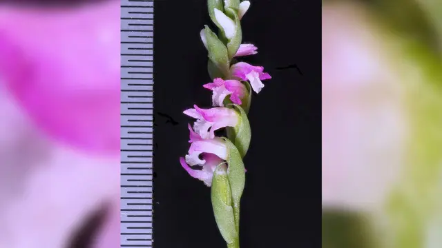 Batang tengah Spiranthes Hachijoensis