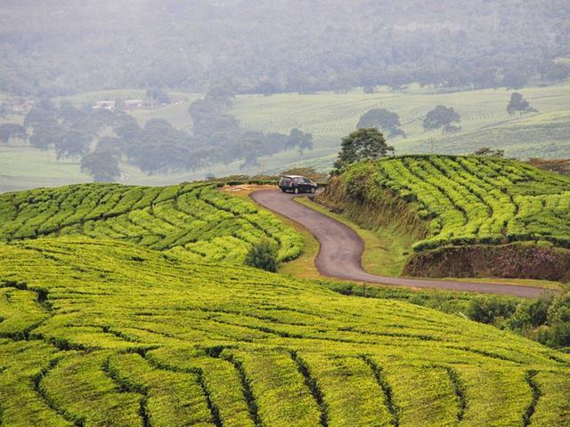 Menikmati Sejuknya Pagi Di Kebun Teh Kaki Gunung Dempo Regional