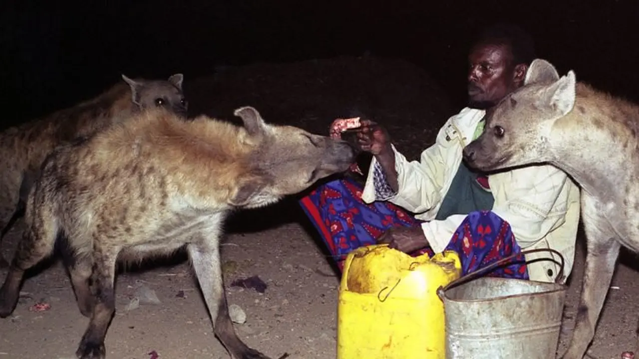 Hyena