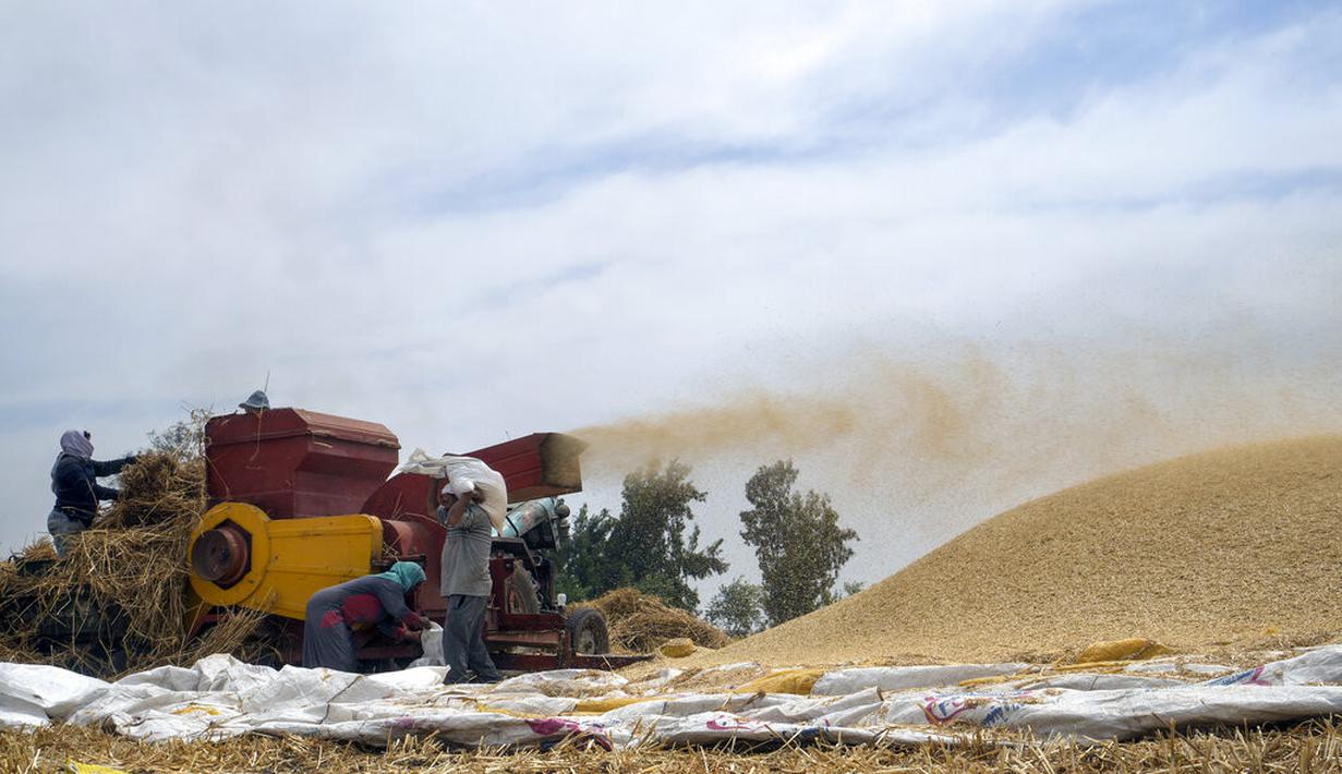 Petani menggiling gandum di sebuah pertanian di provinsi Delta Nil al-Sharqia, Mesir, Rabu (11/5/2022). Mesir sedang mencoba untuk meningkatkan produksi gandum dalam negeri karena perang di Ukraina telah tegang pasokan gandum internasional. (AP Photo/Amr Nabil)