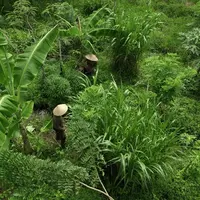 Valrhona Cocoa Forest di Bali. Dok. Nyanyi Bali