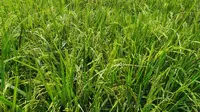 Garut Kekurangan LTT Lahan Padi hingga 3 Ribu Hektar, Bagaimana Nasib Program Swasembada Beras ?