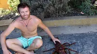 Lobster Pasifik yang bentuknya mirip Tarantula itu diperkirakan sudah berumur 70 tahun dengan berat tubuh 5,5 kg.