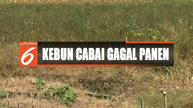 Puluhan Hektare Kebun Cabai Rusak Akibat Kekeringan di Tegal