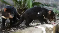 Untuk pertama kalinya dalam 3.000 Tahun, Tasmanian Devil kembali muncul di daratan utama Australia. (Photo credit: AP Photo/Mark Baker, File)