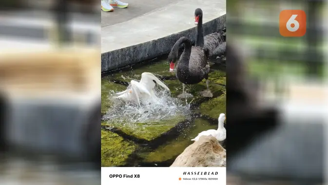 <p>Beberapa hasil foto memakai Oppo Find X8. (Liputan6.com/ Yuslianson)</p>