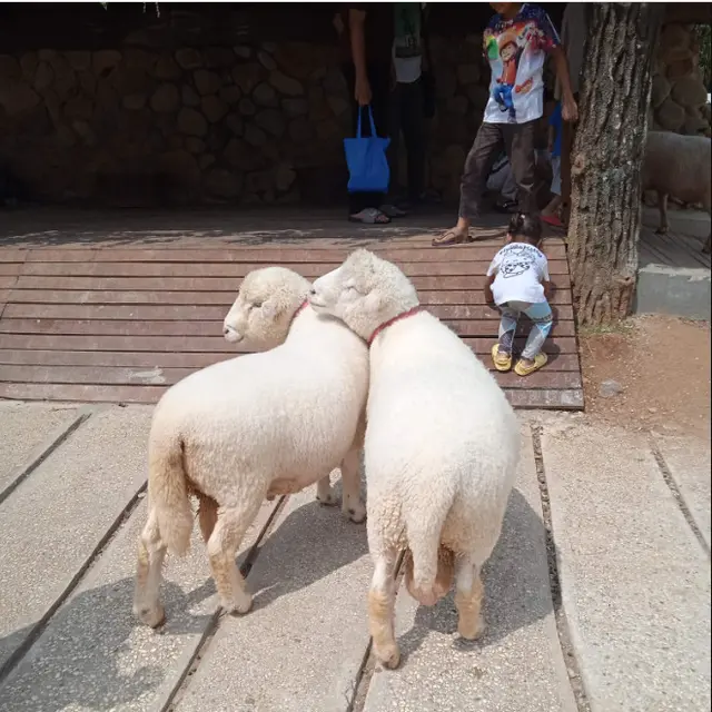 6 Potret Domba dan Kambing Gemas Ini Bikin Kasihan Jika Harus Dikurban