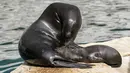 Seekor singa laut California (Zalophus californianus) berusia 15 hari menyusu dari ibunya Samantha, di kebun binatang Bioparco Roma, Kamis, 22 Juni 2023. (AP Photo/Andrew Medichini)