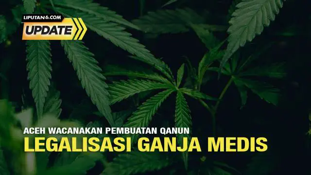 Wacana pembuatan qanun alias peraturan daerah soal legalisasi ganja medis muncul di Aceh, usai Komisi V Bidang Kesehatan Dewan Perwakilan Rakyat Aceh (DPRA) melontarkan usulan tersebut.
