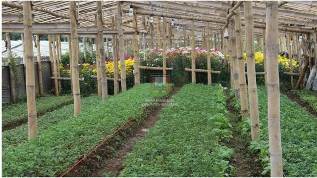 Kebun Krisan Bandungan