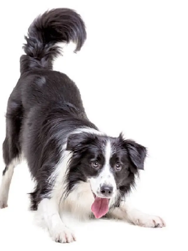 Anjing Border Collie