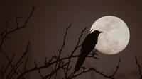 Ilustrasi bulan purnama. (Photo by Sierra NiCole Narvaeth on Unsplash)