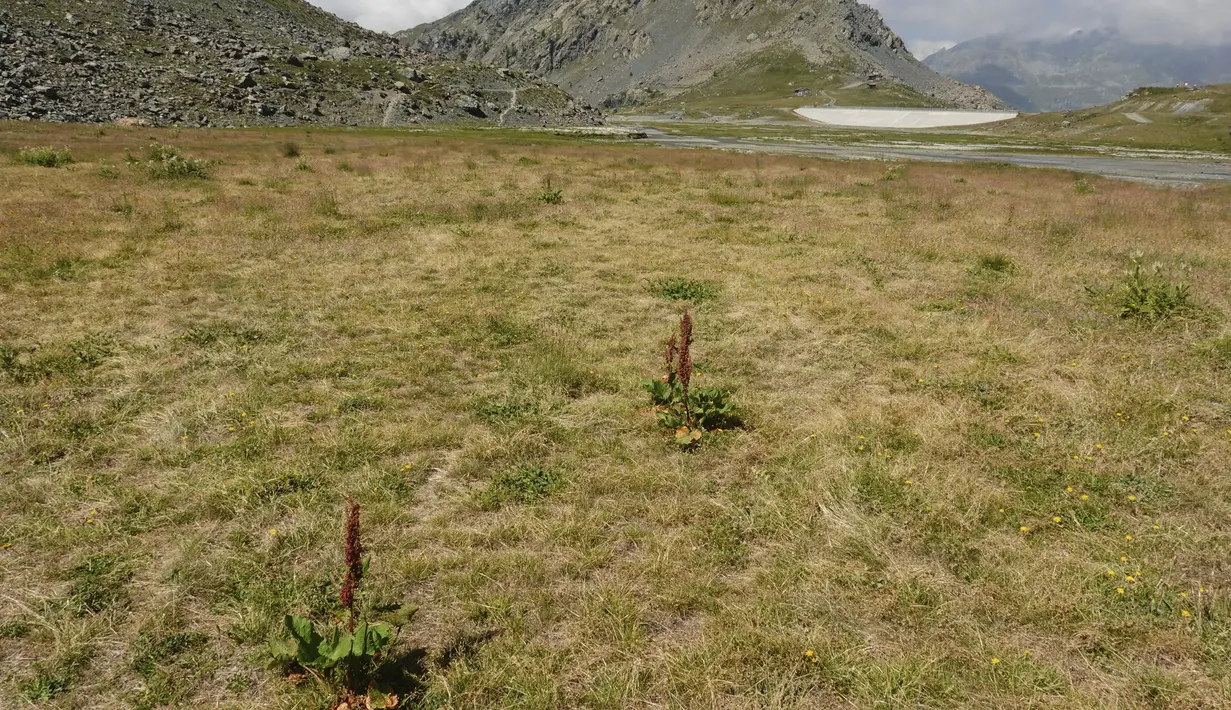 Pemandangan danau buatan Gabiet yang sebagian besar kering di dekat Gressoney-La-Trinite di Lembah Aosta, Italia utara, Selasa (19/7/2022). Italia sedang menghadapi gelombang panas awal dan tidak biasa, serta hujan sangat sedikit pada musim panas ini. (AP Photo/Luca Bruno)
