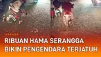 Ribuan hama serangga muncul di jalanan mengundang perhatian