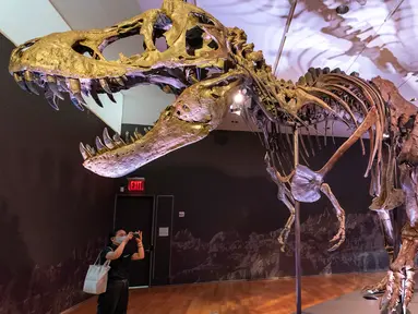 Kerangka Stan, salah satu fosil Tyrannosaurus rex atau T-Rex terbesar dan terlengkap yang ditemukan, dipajang di rumah lelang Christie di New York, 15 September 2020. Kerangka berusia sekitar 67 juta tahun tersebut diperkirakan akan terjual dengan harga USD 6 juta-USD 8 juta, atau setara Rp88 miliar