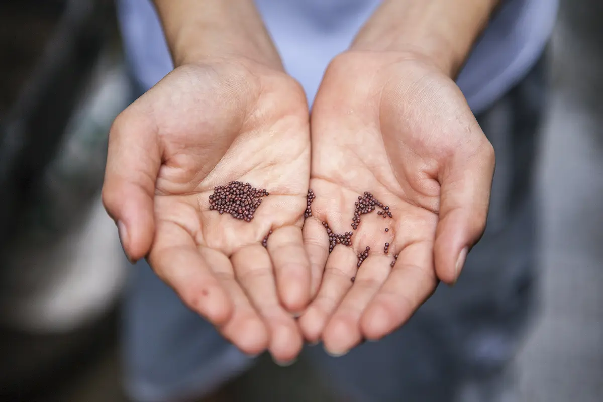Ilustrasi chia seed