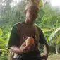 Muhammad (42 th), menunjukkan telur maleo yang baru saja didapatnya di hutan di Desa Pakuli Utara, Sigi. Muhammad menggunakan pengetahuan turun-temurun untuk mencari telur yang akan ditangkarkannya. (Foto:Liputan6.com/ Heri Susanto).