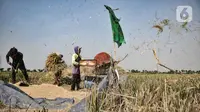 Petani saat menggiling padi di persawahan kawasan Rorotan, Jakarta, Kamis (30/7/2020). Terdapat sekitar 270 petani yang menggantungkan hidup di sawah Rorotan, mereka rata-rata ialah pendatang dari Indramayu. (merdeka.com/Iqbal S. Nugroho)