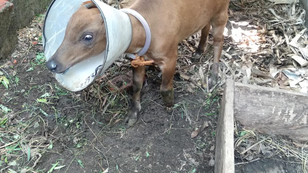 Anoa yang terjerat kawat di Konawe Selatan, diamputasi kaki depannya.(Liputan6.com/Ahmad Akbar Fua)