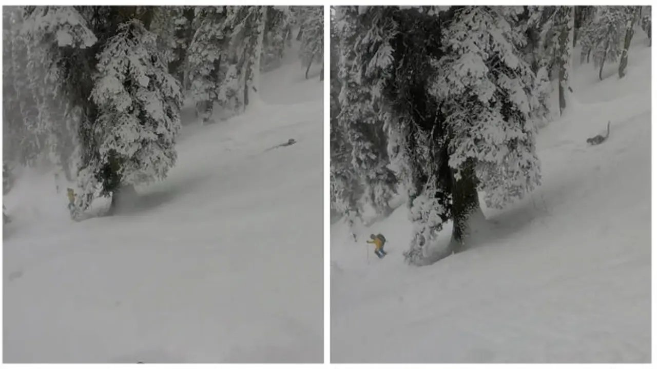 Tak Sengaja, Pemain Ski Berpapasan dengan Leopard *VIDEO