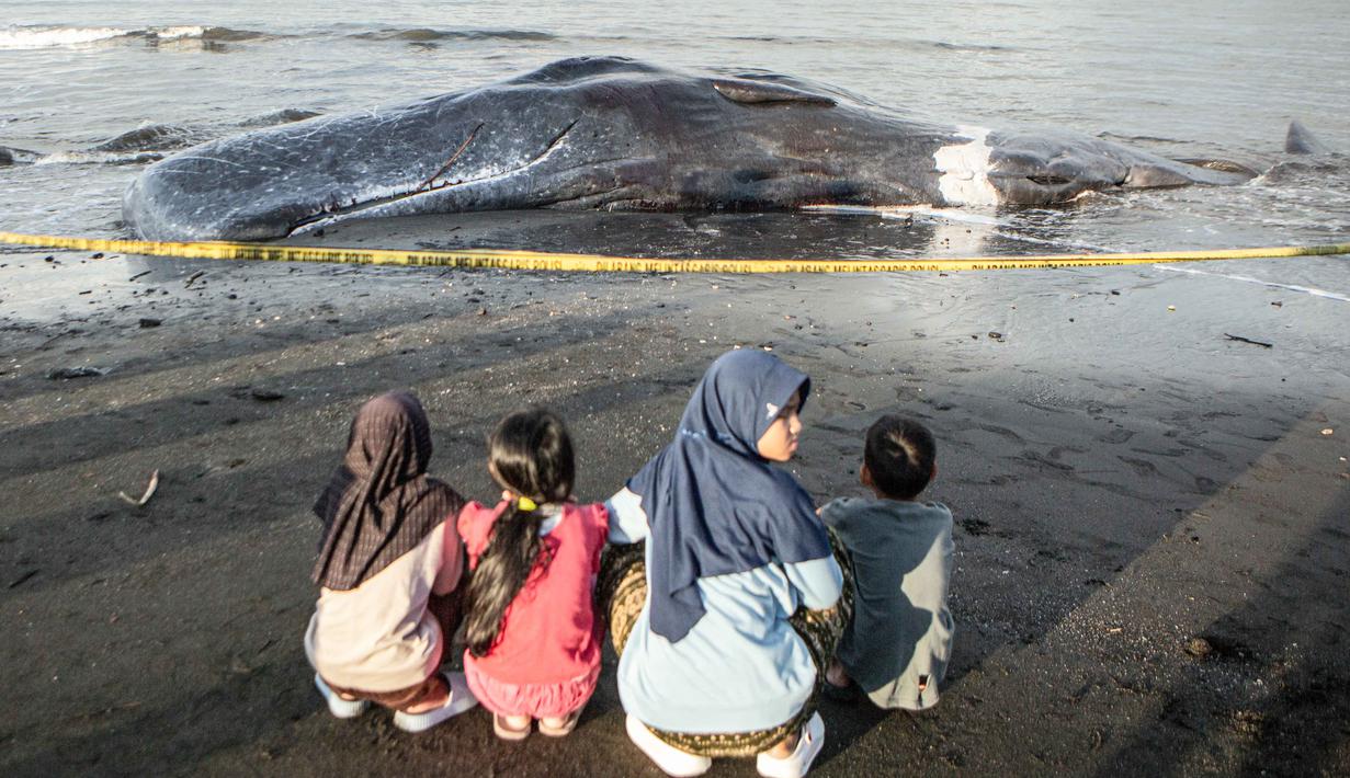 Pemeriksaan menyeluruh (nekropsi) untuk memastikan penyebab kematian, apakah karena sakit, faktor usia, atau tertelan sampah laut masih dilakukan. Tampak dalam foto, anak-anak berkumpul di dekat bangkai paus sperma yang terdampar, sementara petugas konservasi masih menyelidiki penyebab kematiannya, menjelang rencana penguburan di salah satu tempat di pantai Banjar Anyar Sari, Desa Nusasari, Kecamatan Melaya, Jembrana, Bali, pada Rabu 6 Mei 2026. (Lana Priatna/AFP)