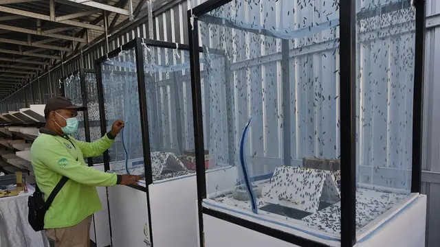Warga Krembangan Surabaya melakukan budidaya maggot lalat BSF. (Dian Kurniawan/Liputan6.com)