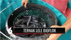 Terkena PHK di masa pandemi, bisa jadi malapetaka. Tapi berbeda dengan Rama, pria asal Tangerang, Banten, dimana PHK justru membawa kesuksesan, ia bisa meraup untung hingga Rp 30 juta per bulan dari lele bioflok.