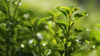 Matcha vs Teh Hijau: Mana yang Ampuh untuk Turunkan BB dan Kolesterol?
