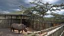 Aktivitas satu-satunya pejantan dari tiga badak putih terakhir di dunia bernama Sudan di Nanyuki, Kenya, 20 Desember 2009. Dengan meninggalnya Sudan, kini tersisa dua badak putih betina di dunia. (Tony KARUMBA/AFP)