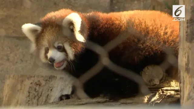 Kebun Binatang Milwaukee, Amerika Serikat, tengah berbahagia. Untuk pertama kalinya seekor bayi panda merah lahir bonbin ini.