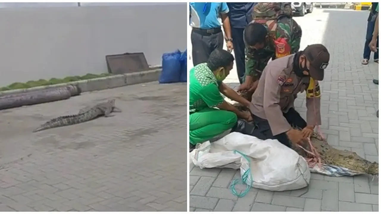 Viral Buaya Berkeliaran di Parkiran Mal, Bikin Geger Pengunjung