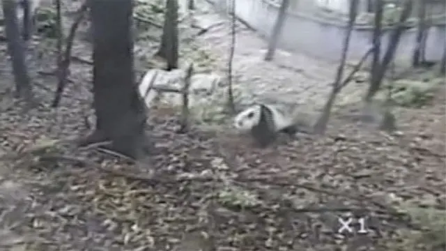 Panik! Panda Montok Panjat Pohon Saat Gempa Sichuan