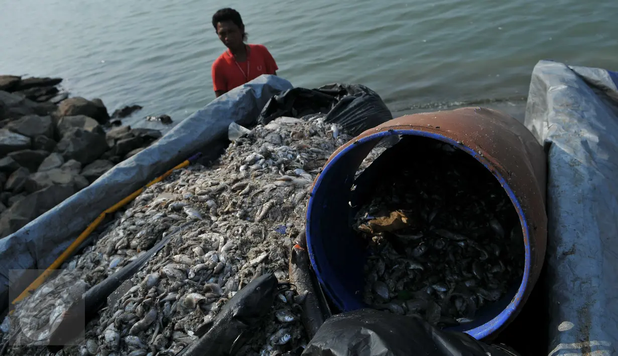 Ribuan bangkai ikan dikumpulkan petugas untuk dikubur, Ancol, Jakarta (30/11/2015). Ribuan ikan yang mati dan terdampar di pantai ini diduga akibat tercemar limbah industri. (Liputan6.com/Gempur M Surya)