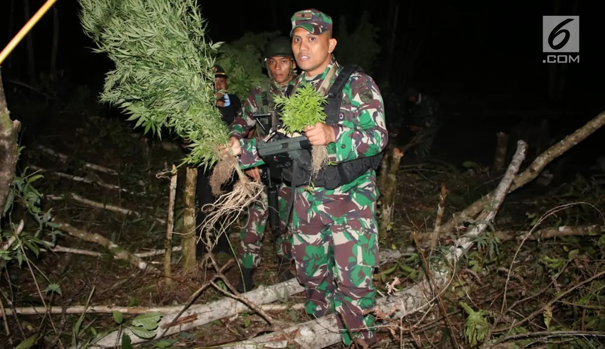 Prajurit Yonif R 756/WMS membawa pohon ganja di Kampung Kurulu, Papua, (3/8). Yonif R 756/WMS mendapatkan informasi dari warga, tokoh agama yang resah terhadap maraknya peredaran Miras, Narkoba, Sajam yang bebas masuk ke Wamena. (Liputan6.com/HO/Dispenad)