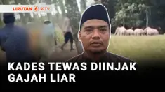 Seorang Kepala Desa di Kabupaten Lampung Timur, Lampung, meninggal dunia akibat diinjak gajah liar. Korban diinjak gajah saat ramai-ramai bersama warga mengusir satwa liar itu yang masuk ke wilayah permukiman.
