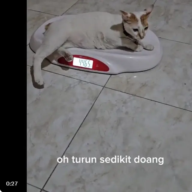 6 Potret Kucing Timbang Berat Badan Ini Kocak, BB Naik karena Banyak Makan
