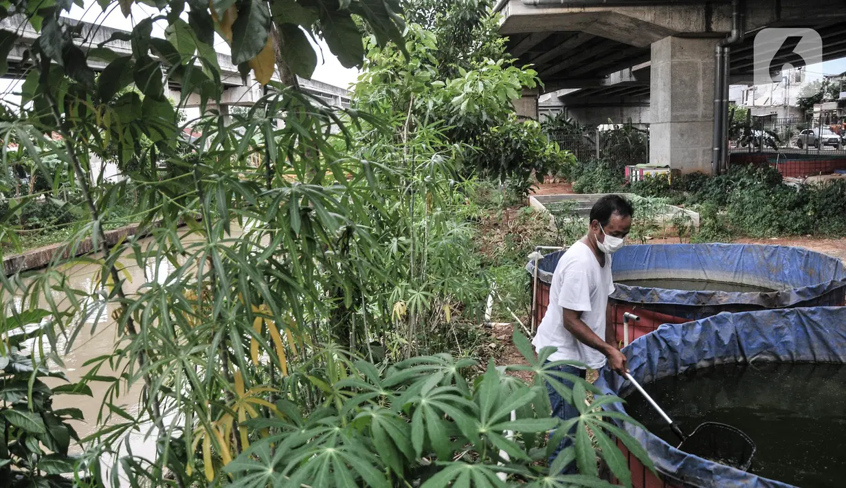 Warga saat melakukan perawatan kolam lele di kolong Tol Becakayu, Cipinang Melayu, Jakarta Timur, Minggu (20/3/2022). Harga lele yang dijual bervariasi, mulai dari bayi lele mulai dari Rp400 per ekor hingga lele konsumsi yang dibanderol Rp23.000 per kilogram. (merdeka.com/Iqbal S. Nugroho)