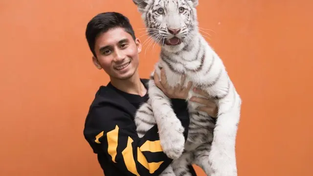 6 Momen Alshad Bareng 'Selen' Harimau Putih, Tangan Bengkak Karena Digigit