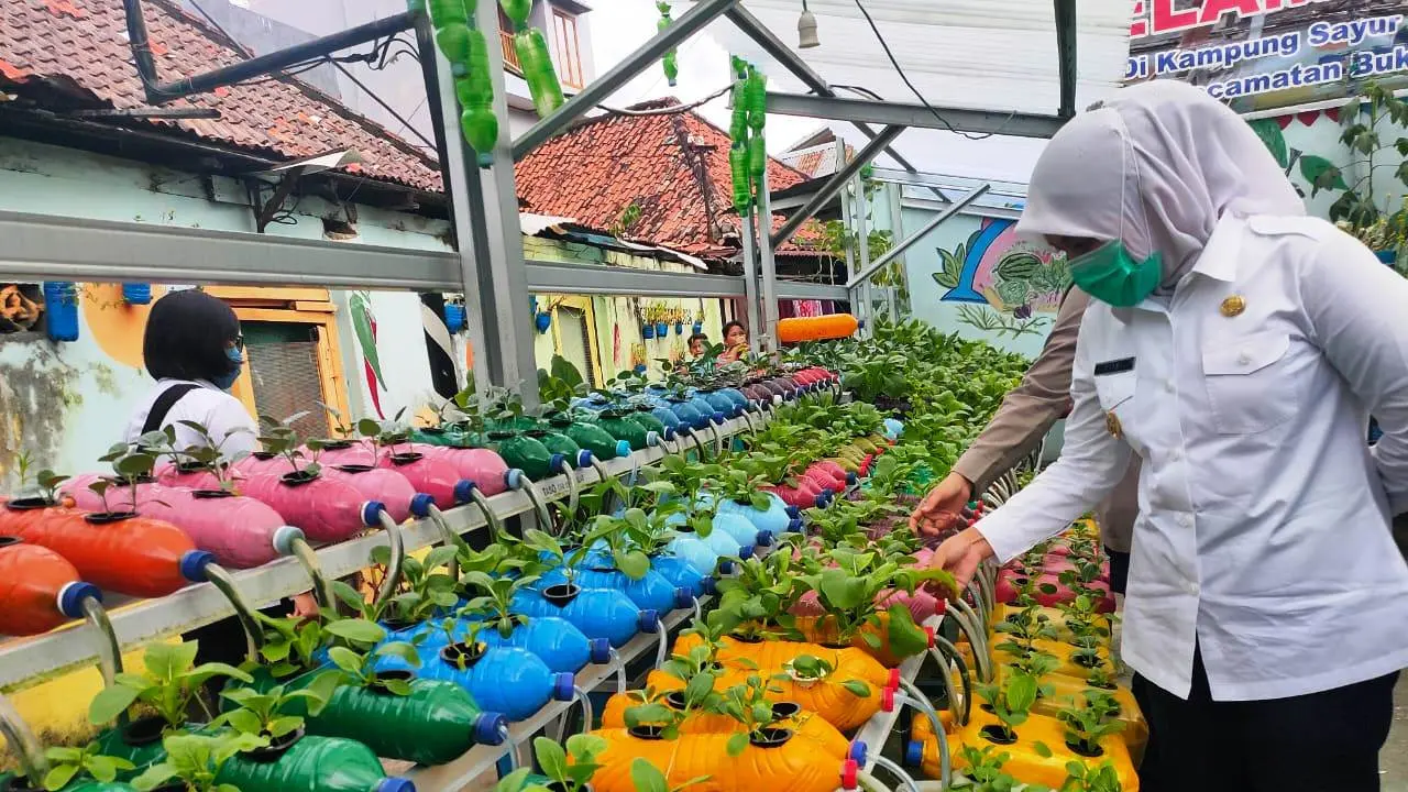 Pemukiman Kumuh di Palembang Disulap Jadi Kampung Sayur yang Asri