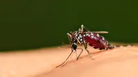 Gejala Chikungunya