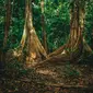 Cagar Alam Tangkoko di Bitung, Sulawesi Utara (Dok. Pemkot Bitung/Komarudin)