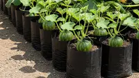 Menanam Zucchini atau Labu Mini di Polybag: Tantangan Lahan Terbatas, Hasil Banyak
