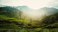 The best places to visit in Wayanad. (Photo: Anil Jose Xavier/Unsplash)