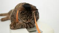 Yuk turunkan berat badan si kucing.