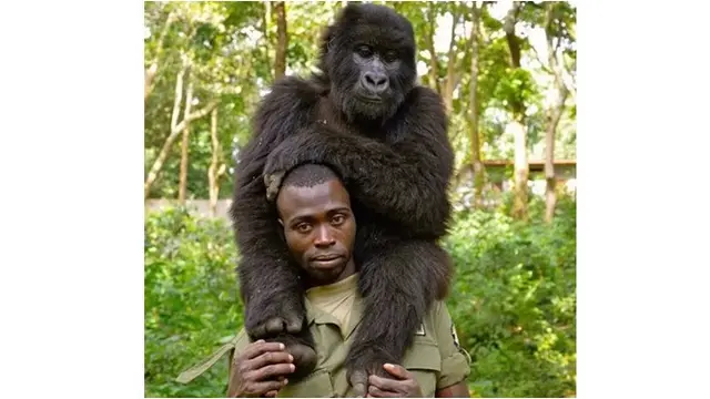 Sekelompok Gorila Ikut Selfie Bareng Penjaga Hutan Ini Bikin Heboh