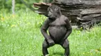 Tak disangka, beberapa hewan ini bisa kembali dari kematian hingga mempunyai insting untuk menyelamatkan makhluk hidup lain.